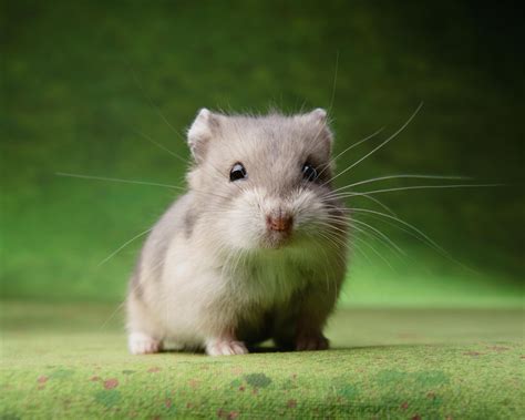 Keeping Hamsters As Pets 